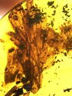 New ListingFossil amber Insect burmite Burmese Cretaceous Leaves Insect Myanmar