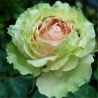 20 ROSE FLOWER SEEDS rare exotic plant garden for bud stratification/germination