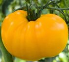 YELLOW BRANDYWINE TOMATO SEEDS 50+ INDETERMINATE vegetable GARDEN FREE SHIPPING