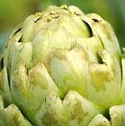 Green Globe Artichoke Seeds  | NON-GMO | Heirloom | Fresh Garden Seeds
