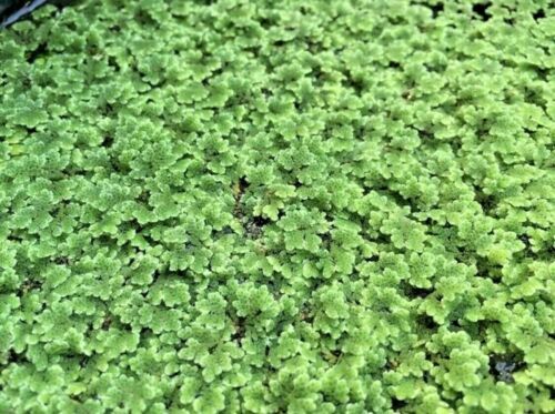*BUY 2 GET 1 FREE* Azolla Filiculoides Fairy Moss Live Aquarium Floating Plant ✅
