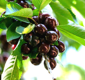 20 BLACK CHERRY SEEDS | SWEET EDIBLE FRUIT | USA Native Tree (Prunus serotina)