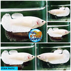 Live Betta Fish High Quality HMPK Female Platinum White Dumbo - Ready to breed