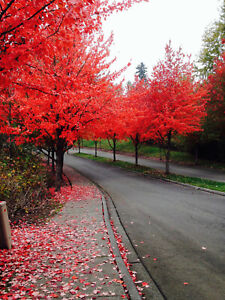 40+ FAST GROWING TREE SEEDS: Red Maple (Acer rubrum) | FREE SHIPPING USA SELLER