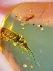 New ListingArchostemata beetle&cricket Burmite Myanmar Amber insect fossil dinosaur age