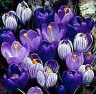 Blue Moon Mix Crocus Bulbs to Plant Beautiful Spring Blooming Blues and Purples