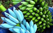 -Musa-ICE CREAM (BLUE JAVA)- Live Banana Tree-SMALL ROOTED STARTER PLANT-