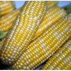Peaches and Cream Sweet Corn Seeds, Ambrosia, , up to 1 lb. FREE SHIP