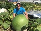15 Giant Bushel Gourd Seeds Up to 100 Pounds Non-GMO, US Seller, Free Shipping