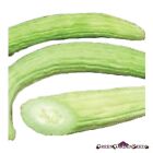 Armenian Cucumber Seeds| Metki Pale| White Serpent| NON-GMO| Burpless| 25 seeds