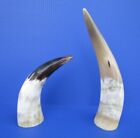 10 to 15 inch polished White Cattle/Buffalo horn from India taxidermy (S)
