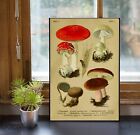 Mushrooms amanita muscaria, bulbosa, claviceps purpurea, Fungi Poster Print
