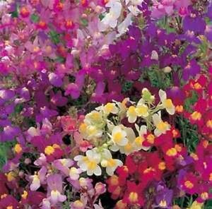 TOADFLAX FLOWER MIX BABY SNAPDRAGON 500 FRESH SEEDS FREE USA SHIPPING