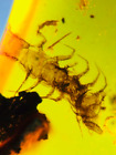 Burmese burmite Cretaceous centipede insect fossil amber Myanmar