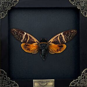 Black Framed Cicada Gothic Decor Taxidermy Insect Beetle Collection Display
