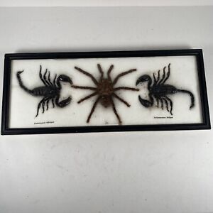 Real Tarantula And Scorpions Taxidermy In Glass & Wood Frame