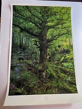 Silent Book of Nature - Spring Krzysztof Domaradzki 24x36 Giclee Edition of 85