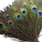 50 Pcs Natural Peacock Feathers In Bulk 1012 Inch2530 Cm Bulk For Diy Craft