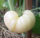 30+ Great White Tomato Beefsteak Seeds - Heirloom - Organic - NON GMO ---- RARE