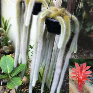 Monkey Tail Cactus Hildewintera colademononis Succulent Plant