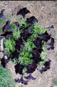 Petunia Black Flower Seeds 100