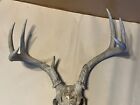 Central Texas Whitetail Deer Antlers 7 point 14 1/2