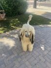 Realistic Life Size Afghan Hound Dog Plush Huge Vintage