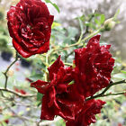 RED CASCADE Own Root Garden Ground Cover Rose Live Plant Mini Sweetheart Climber