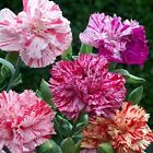 Double Picotee Mix Carnation Seeds | Non-GMO | Free Shipping | Seed Store | 1251