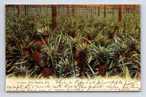 Pineapples Pine Apples Greenhouse Orchard Rotograph Florida FL UDB Postcard