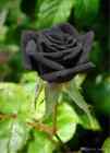20 SEED PACK for Germination of Exotic BLACK ROSES rare plant bush flower garden