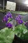 Fragrant Orchid Phalaenopsis Phal. violacea indigo ‘Jia Ho Blue moon’  SM/TOGA