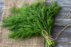 Dill Herb Seeds - Bouquet - USA Grown - Non Gmo