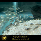 6x Pygmy Cory Catfish - Corydoras pygmaeus  - Live Fish (.5