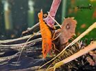 10+2 Blood Orange Shrimp - Freshwater Neocaridina Aquarium 100% Live Guarantee