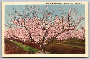 North Carolina Peach Orchard Southern Pines Scenic Landscape Linen Postcard