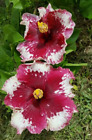EXOTIC PURPLE MAGIC HIBISCUS WELL ROOTED STARTER LIVE PLANT 3 TO 5 INCHES TALL