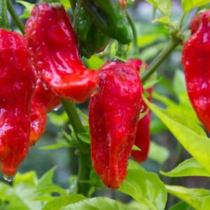Ghost Pepper Seeds, Bhut Jolokia, EXTREMELY HOT PEPPER, Genuine USA, FREE SHIP