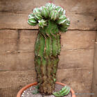 A9681 EUPHORBIA HORRIDA DARK pot25-47-W19 cm MaMa Cactus
