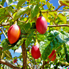 20 Tamarillo Seeds, Tomato Tree  (Cyphomandra Betacea) USA Seller, FAST GROWING