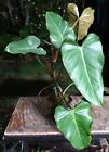 Philodendron Chocolate Plant in 5