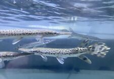 LIVE TROPICAL Fish-Alligator Gar (Atractosteus Spatula)  6 .5 Inch
