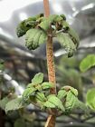 Peperomia Sp.  Zamora Terrarium Rare Plant