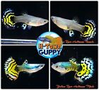 1 TRIO - Live Aquarium Guppy Fish High Quality - Yellow Tiger Halfmoon
