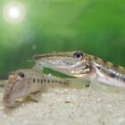 HORSEFACE LOACH | TOP QUALITY | TOP USA REPUTABLE SELLER | UPS SHIPPING