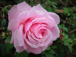 BELINDAS DREAM Heirloom Rose Bush Plant Fragrant Double Pink Flower Perpetual