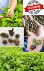 Tea Plant Seeds  Camellia Sinensis Planting Organic Germinated Ceylon Tea Seeds