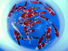 LOT OF 4 QTY HQ Assorted Tosai 7-8” JAPANESE Koi live fish standard fin A1koi