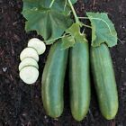 Straight Eight Cucumber Seeds, NON-GMO, Heirloom, Variety Sizes, FREE SHIPPING