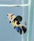 New ListingLive Betta Fish Female Galaxy Multicolor fancy candy  HMPK 038